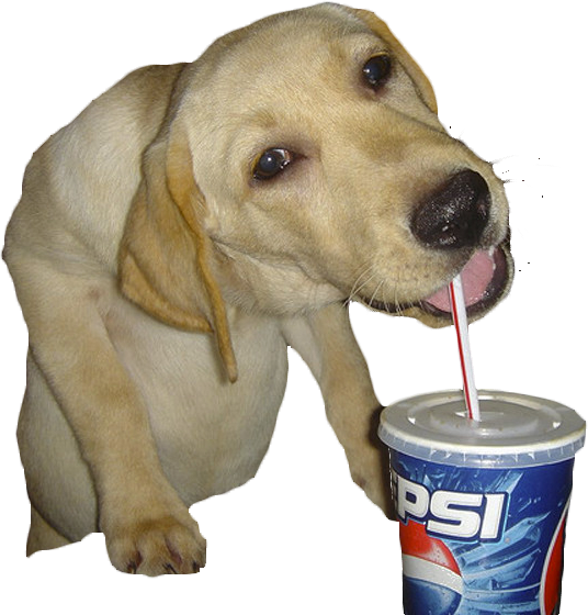 mysterious pepsi dog