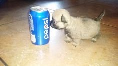 pepsi dog