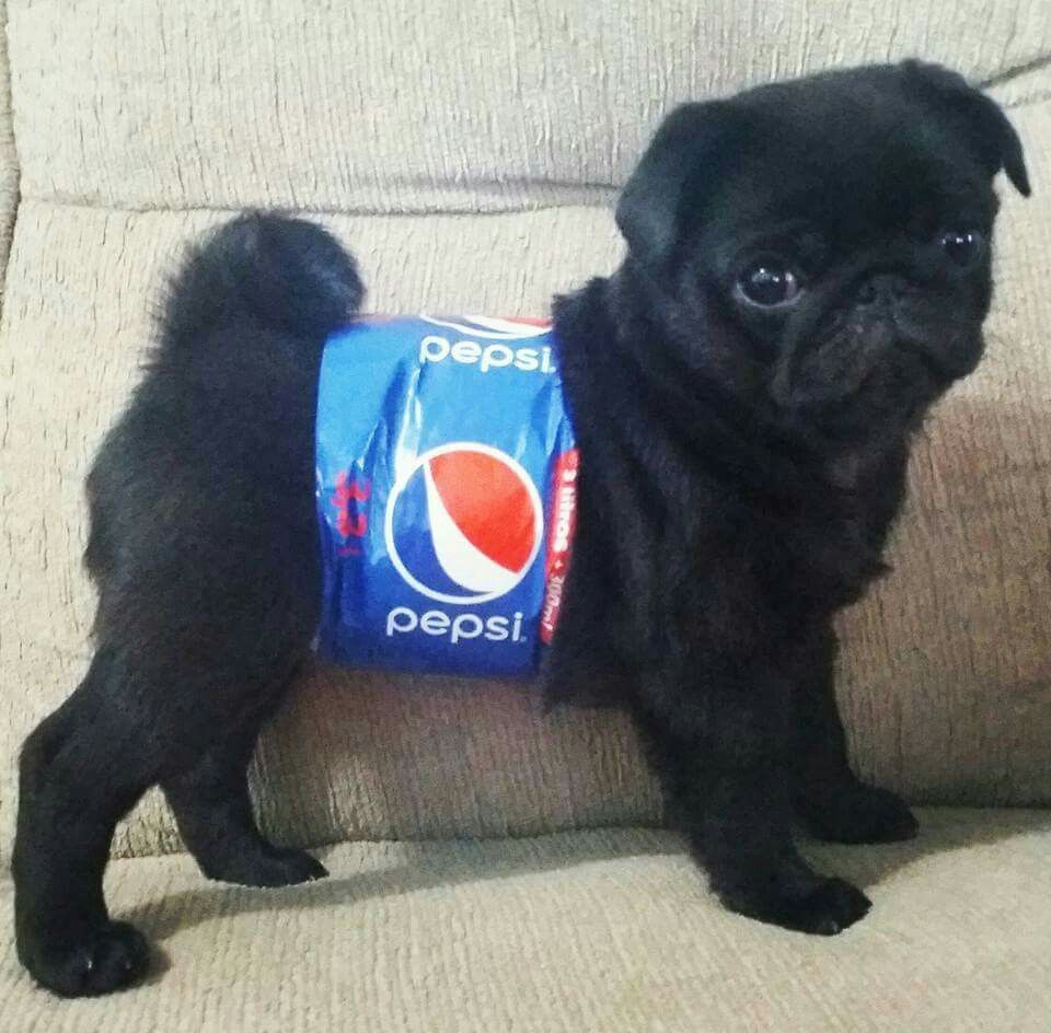 pepsi dog