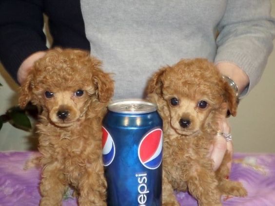 pepsi dog