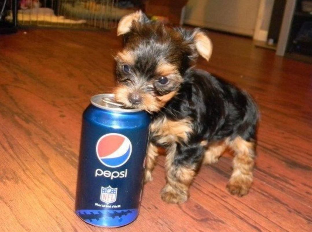 pepsi dog