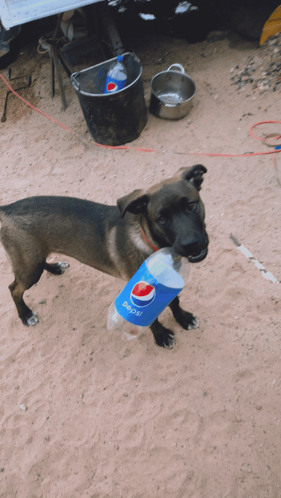 pepsi dog