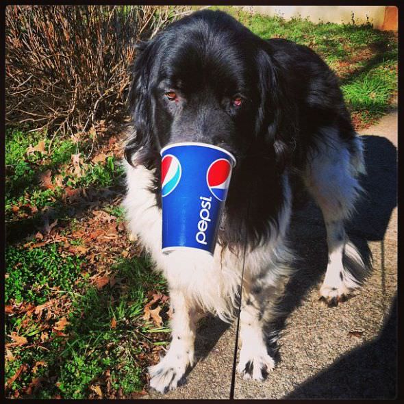 pepsi dog