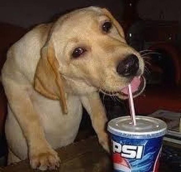 pepsi dog