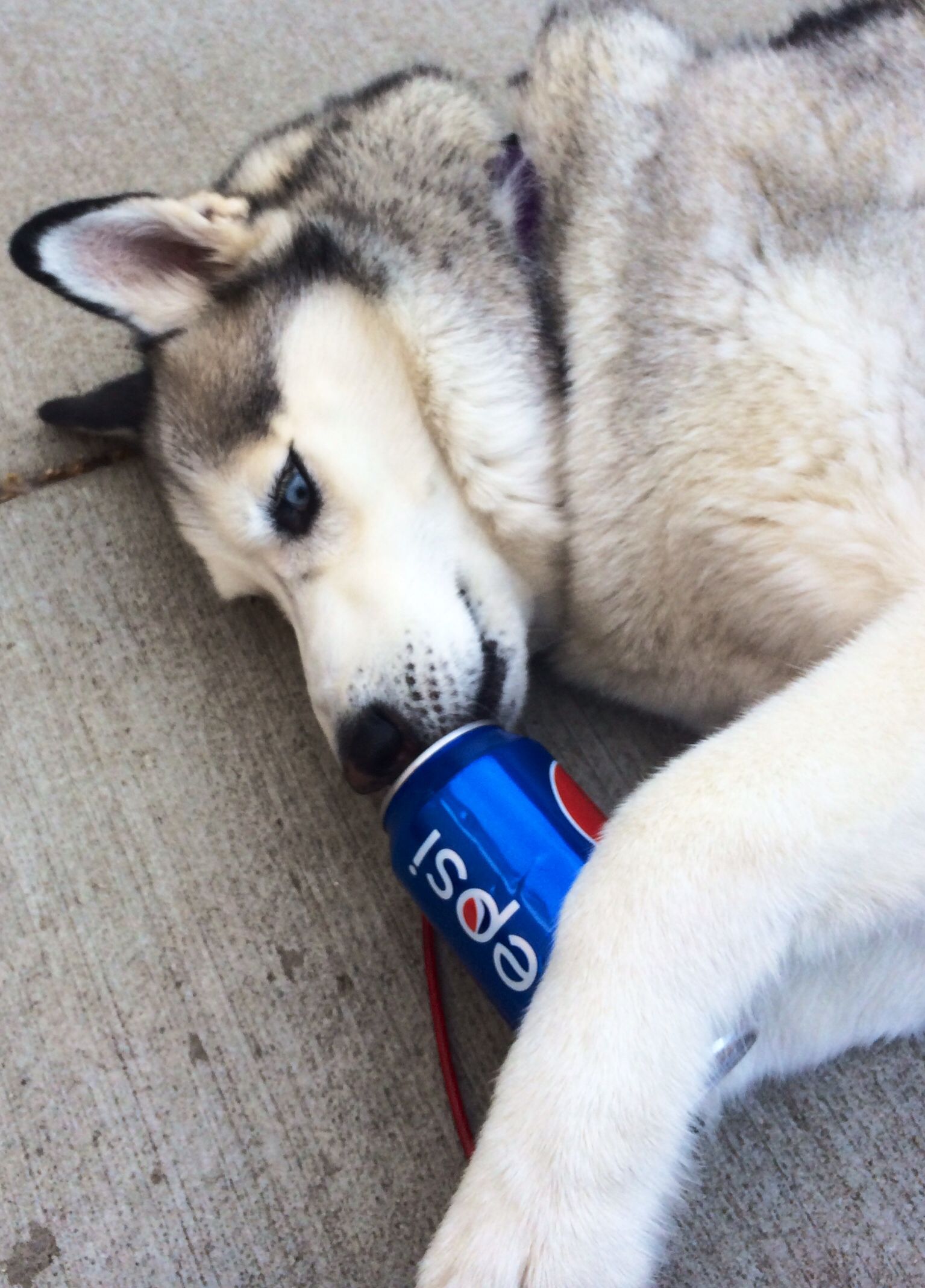 pepsi dog