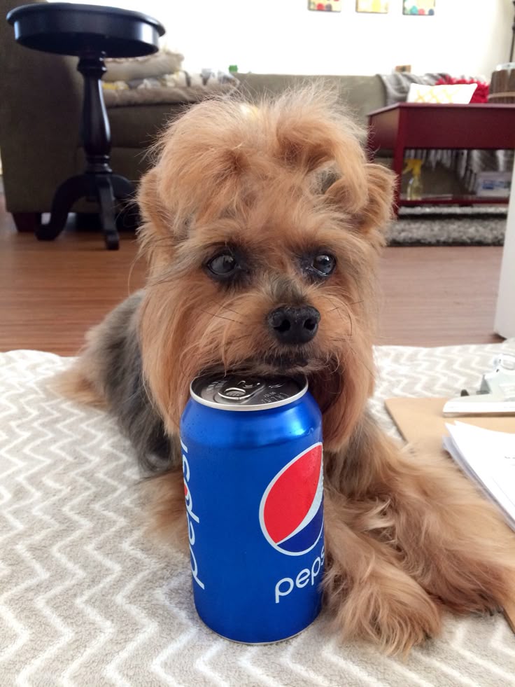 pepsi dog