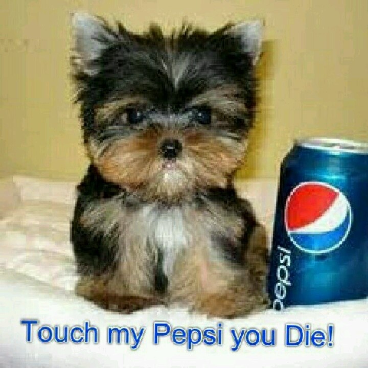 pepsi dog