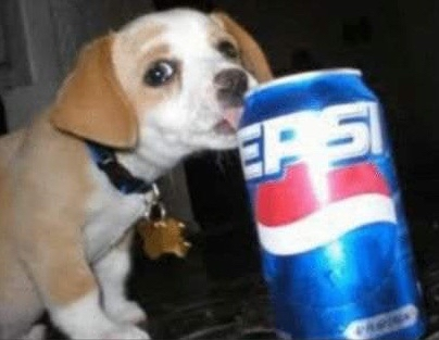pepsi dog