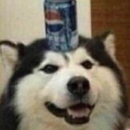 pepsi dog