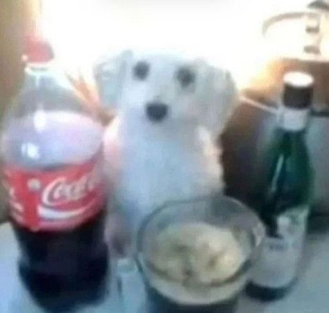 pepsi dog