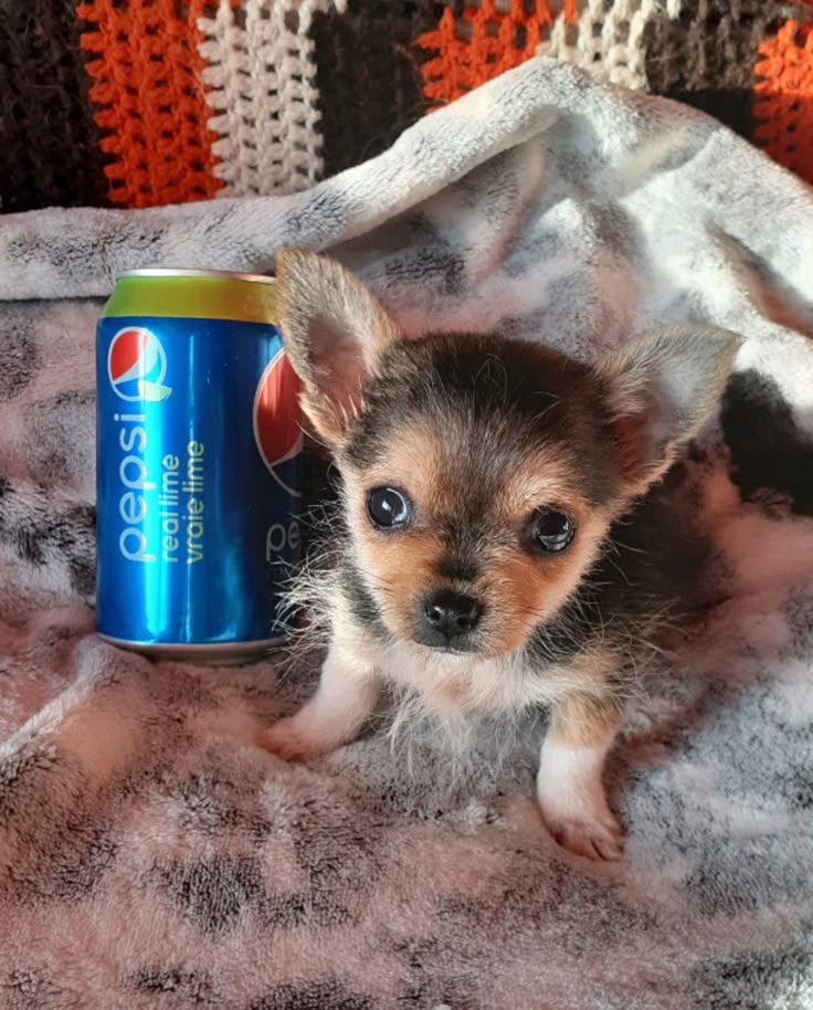 pepsi dog
