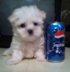 pepsi dog