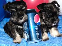pepsi dog
