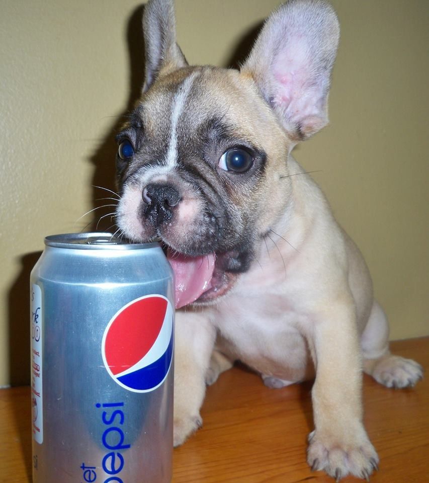 pepsi dog