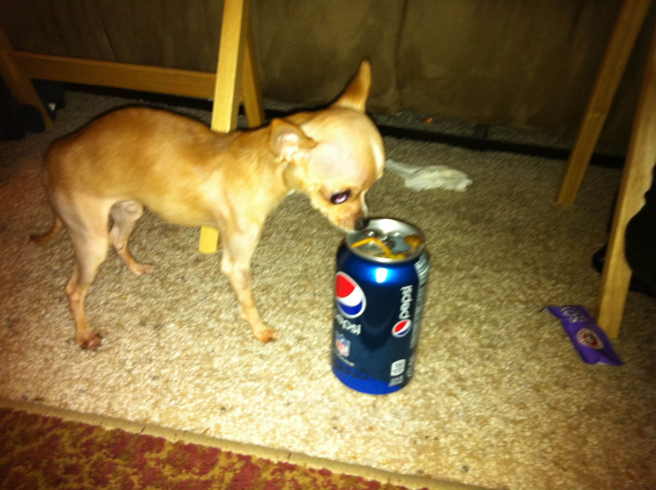 pepsi dog
