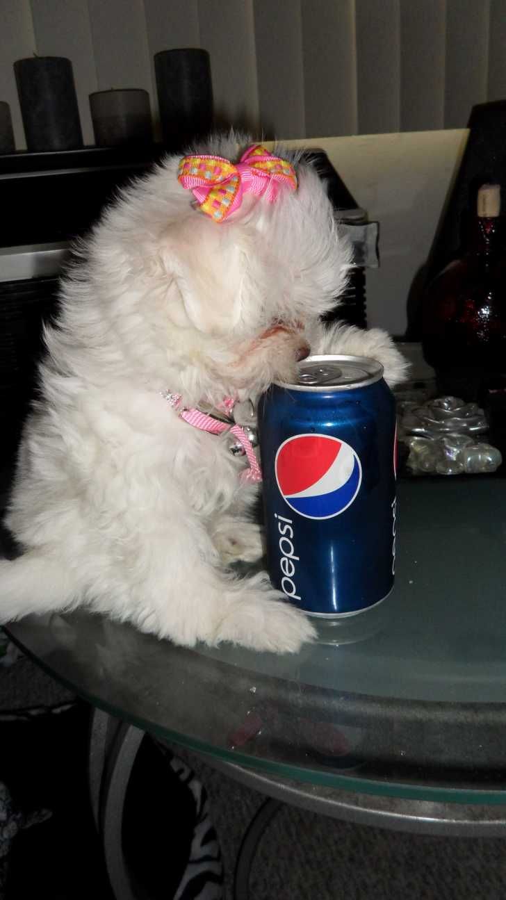 pepsi dog